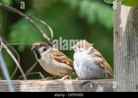 Junge Spatzen, die ein Auge auf ihre Eltern haben, um zu lernen, wie man in der Natur überlebt Stockfoto