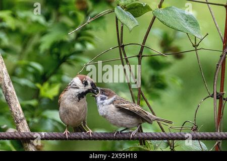 Junge Spatzen, die von ihren Eltern auf ihrem ersten Ausflug aus dem Nest gefüttert werden, während sie auf einem Metallstab vor grünem Laub sitzen Stockfoto