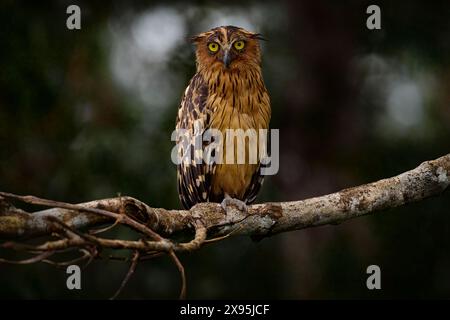 Buffy-Fischeule, Ketupa Ketupu, sitzt auf dem Zweig am Wasser, Kinabatangan River in Sabah, Borneo. Vogel in der Natur, malaiische Fischeule, Stockfoto