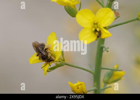 Dasypoda hockt Bienenfütterung an Rucola, Diplotaxis tenuifolia, in der Nähe des Beniarres-Sumpfes, Spanien Stockfoto