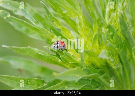 Siebenfleckiger Marienkäfer (Coccinella septempunctata) auf grünen Blättern, Beniarres, Spanien Stockfoto