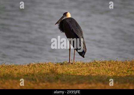 Storch in Indien, im Gras am Wasser, Kabini Lake, Nagarhole NP in Indien. Asiatischer Wollhals-Storch, Ciconia episcopus, grauer schwarz-weißer Vogel i Stockfoto