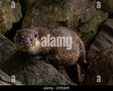 Nahaufnahme von European Otter in Shetland Stockfoto