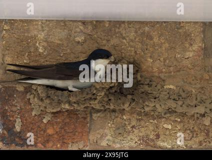 Ein Haus Martin, Delichon urbicum, das sein Schlammnest unter einem weißen Soffit auf einem Ziegelhaus baut Stockfoto