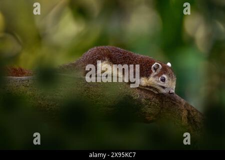 Prevost-Eichhörnchen oder asiatisches dreifarbiges Eichhörnchen, Callosciurus prevostii, Tier in der Natur. Kleines braunes Säugetier im tropischen Wald, Malaiisch Stockfoto