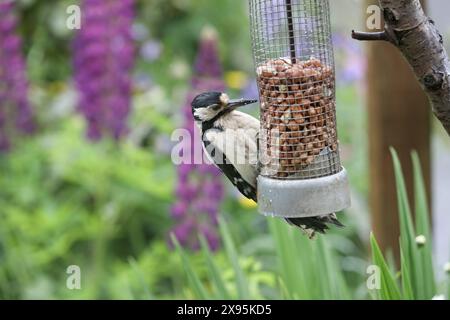 Weiblicher Spechte (Dendrocopus Major), der sich auf einem Erdnussfuttermittel ernährt, umgeben von bunten Blumen in einer Gartenumgebung im nördlichen Engla Stockfoto