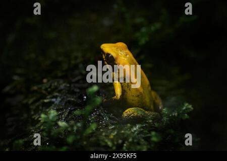 Phyllobaten zweifarbig, Schwarzbeiniger Giftfrosch, gelb aus dem Naturwald Habitat. Amphibien im grünen Moos. Giftfrosch aus Kolumbien, wild Stockfoto