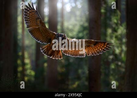 Waldtiere im Herbst. Fliegende eurasische Uhu, Bubo Bubo, mit offenen Flügeln im Waldhabitat, orange Herbstbäume im Hintergrund. Vogelflug. Stockfoto