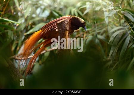 Paradiesvogel Raggiana, Paradisaea raggiana, Vogel im natürlichen Lebensraum. Seltenes Tier aus Papua-Neuguinea. Graf Raggis Paradiesvogel im f Stockfoto