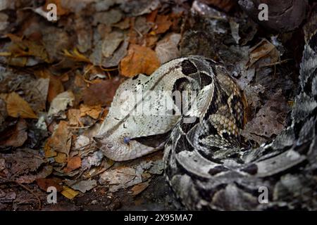 Die im Südosten der Vereinigten Staaten endemische Crotalus adamanteus-Grubenviper ist eine östliche Diamondback-Klapperschlange. Finde die Schlange in Herbstlaub im Wald. Stockfoto