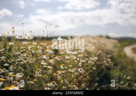 Eine Wiese mit weißen und gelben Blumen und unbefestigter Straße daneben. Sommer in Norwegen. Stockfoto