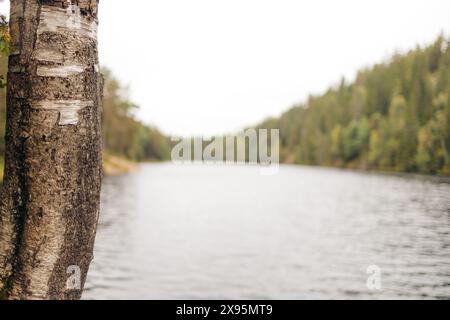 Nahaufnahme eines im Fokus stehenden Baumes mit Waldwasser, umgeben von Bäumen im Hintergrund an einem grauen Herbsttag. Oslomarka, Norwegen. Stockfoto