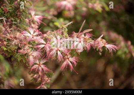 Natürliches Nahaufnahme blühendes Pflanzenporträt des bezaubernden Elfenstaubs Calliandra eriophylla. Arizona, USA. Fesselnd, blendend, verführerisch, altersfest Stockfoto