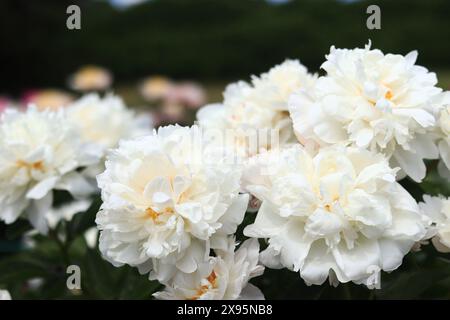 Weiße Pfingstrosen-Blumen im Park. Große Pfingstrosenblüten. Blumen im Freien. Nahaufnahme weißer Blüten. Natürlicher floraler Hintergrund. Pfingstrosen sind eine Art von ihm Stockfoto