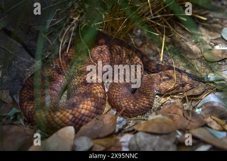 Gewöhnliche Todesadler, Acanthophis antarcticus, Schlange im Naturhabitat. Viper aus Australien, Waldhabitat. Tierwelt in Australien. Stockfoto