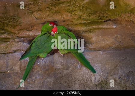 Kordilleran Sittich, Psittacara frontatus, grüne rote Papageienpaare lieben im Nest. Birsd auf dem Felsvorsprung, im Naturraum Patagonien, Stockfoto