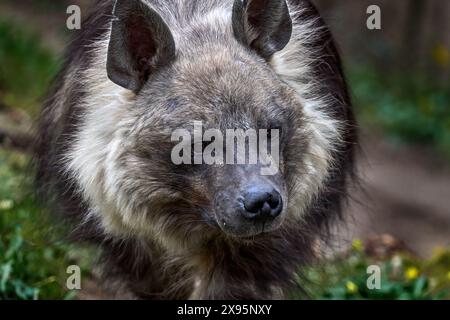 Braune Hyena, Parahyaena brunnea gefährliches Tier aus Südafrika. Nahaufnahme des Portraits eines wilden Tieres. Pelzfellkopf mit Mähne und langen Ohren. Hy Stockfoto