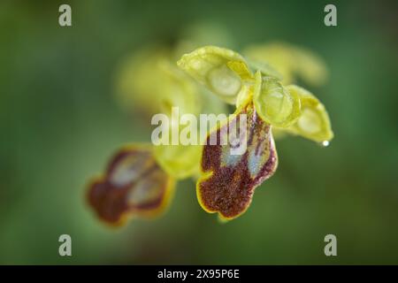 Ophrys fusca, düstere Bienenorchidee, Sizilien, Italien. Blühende europäische Landorchidee, Lebensraum der Natur. Wunderschönes Detail der Blüte, Frühlingssonnenuntergang Stockfoto