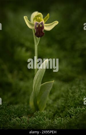 Ophrys obaesa oder Ophrys fusca pallida, düstere Bienenorchidee, Bosco della Ficuzza, Sizilien, Italien. Blühende europäische Landorchidee, Naturgewohnheit Stockfoto