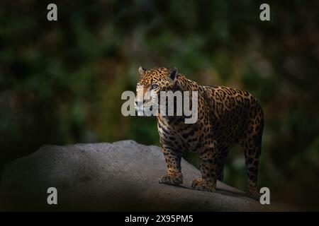 Jaguar in der Natur, wilde Katze in Lebensraum, Porto Jofre in Brasilien. Jaguar in grüner Vegetation, Ufer des Flusses mit Felsen, versteckt in Bäumen. Jäger ist da Stockfoto