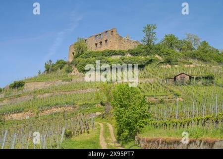 Burgruine, Staufen im Breisgau, Baden-Württemberg, Deutschland *** Burgruine, Staufen im Breisgau, Baden-Württemberg, Deutschland Stockfoto