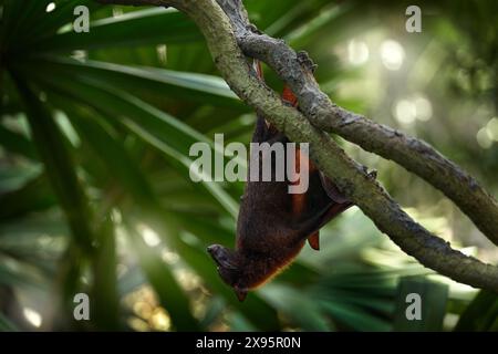 Malayischer Großfliegende Fuchs, Pteropus Vampyrus, Fledermaus im tropischen Naturraum Borneo, Sahah, Malaysia. Flying Fuchs hängt an dem Ast im Vordergrund Stockfoto