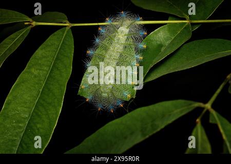 Lexias pardalis, Schildpatt, schöner Schmetterling, fütterndes Blatt in der Nacht Wald Natur, Kinabatangan Fluss in Borneo, Malaysia. Anglewing in der Natur, B Stockfoto