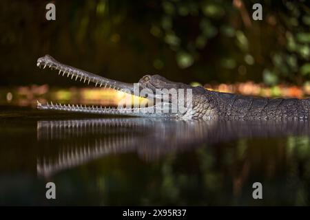 Indischer Garial, Gavialis gangeticus, offener Maul im Wasser. Mund mit vielen Zähnen, Indien. Tierwelt aus der Natur. Detail des Krokods Stockfoto