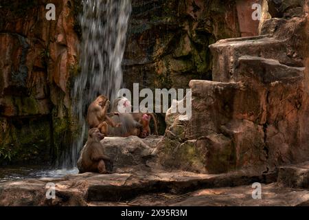 Hamadryas Pavian, Papio hamadryas, Affengruppe Familie in der Nähe des Wasserfalls in der Felsensteinsiedlung in Äthiopien in Afrika. Tierverhalten in der Natur. Stockfoto