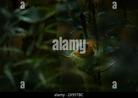 Vogel im Nest. Fliegenfänger des madagassischen Paradieses Terpsiphone mutata im natürlichen tropischen Wald, Andasibe Mantadia NP in Madagaskar. Paradies Flyc Stockfoto