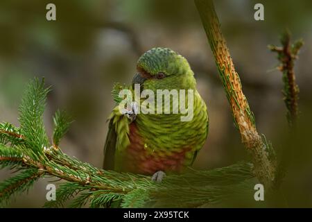 Austral-Sittich, Enicognathus ferrugineus, orange-grüner Papagei, der auf dem Nadelbaum im Wald sitzt. Papageienvogel füttert Fichte kleinen Ast Stockfoto