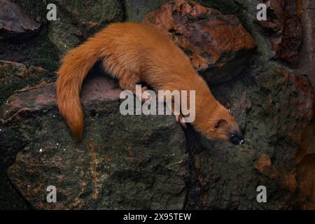 Sibirisches Wiesel, Mustela sibirica, Nerztier in der Steinmauer. Urbane Tierwelt aus Russland. Kolonok, orangenes Katzentier im Lebensraum, Wildtiere Stockfoto