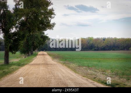 Eine von Bäumen gesäumte Schotterstraße führt in einen Wald im Charles County, Virginia. Stockfoto