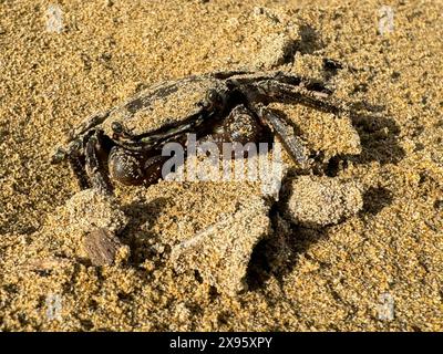 Lido di Jesolo, Italien - 2. Mai 2024: Eine Krabbe am Sandstrand von Lido di Jesolo in Italien *** ein Krebs am Sandstrand von Lido di Jesolo in Italien Stockfoto