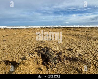 Lido di Jesolo, Italien - 2. Mai 2024: Eine Krabbe am Sandstrand von Lido di Jesolo in Italien *** ein Krebs am Sandstrand von Lido di Jesolo in Italien Stockfoto