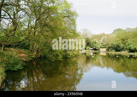 Der gemischte Badeteich in Hampstead Heath im Frühling, London, Großbritannien Stockfoto