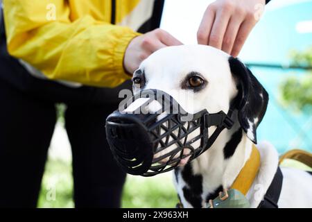 Der Besitzer legt dem Dalmatiner einen Maulkorb für einen Spaziergang. Stockfoto