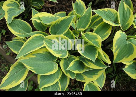 Nahaufnahme der blaugrünen Blätter mit goldenem Rand der krautigen Staudengartenpflanze Hosta First Frost. Stockfoto