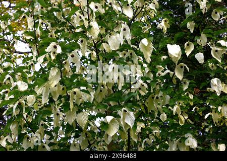 Nahaufnahme der weißen Blütenblätter des Frühlingsblühenden Gartenbaums davidia involucrata. Stockfoto