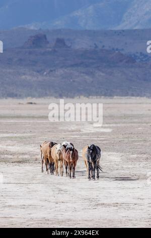 Die Wildpferdeherde des Onaqui Mountain hat eine leichte bis mittelschwere Struktur und ist in Farben wie Sauerampfer, roan, Buchleder, Schwarz, Palomino, und grau. Stockfoto