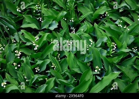 Die Nahaufnahme der weißen Blüten der Frühlingsblühenden krautigen Staudenpflanze Convallaria majalis. Stockfoto