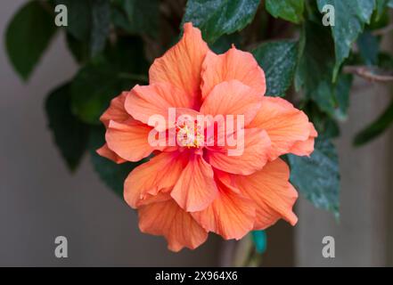 Wunderschöne Orangenblüte des Hibiskus rosa sinensis, eines immergrünen blühenden Strauchs, auch Rosenmalve oder chinagruppe genannt. Stockfoto