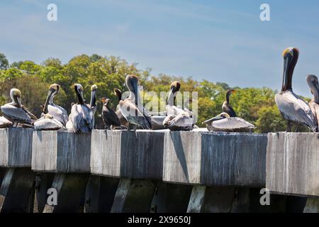 Braune Pelikanmassen an der Meeresmauer von Harbour Town. Die Vögel mit blassgelbem Kopf und dunkelbraunem Hals sind Erwachsene im Brutgefieder. Stockfoto