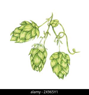 Wasserfarben-Illustration der Hopfenkegel-Zweige. Grüne humulus lupulus-Rebe für Oktoberfest, St. Patrick's Day Feiern, Bierbrauerei. Hopfenpflanzen-Clipart für Brauereidesign, Bieretikett, Menü Stockfoto