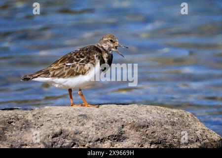 Ruf Ruddy Turnstone (Arenaria Interpres), stehend mit offenem Schnabel auf einem Felsen Stockfoto