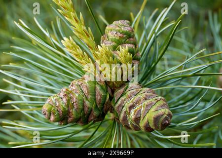 Zirbelzapfen der Fünffelkiefer (Pinus parviflora) im Nahaufnahme Stockfoto