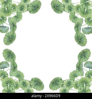 Centella asiatica-Clipart mit quadratischem Rahmen. Aquarellvorlage gotu Cola mit Platz für Text. Botanisches Grün für Hochzeits- und Frühlingsdesign. Layout für Kosmetik, Kosmetiketikett und Verpackung. Stockfoto