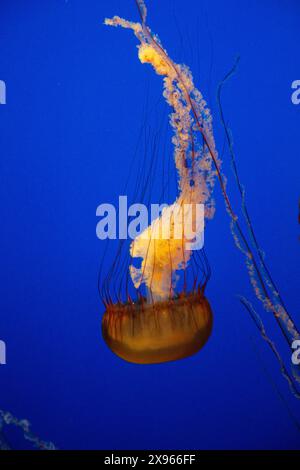 Pazifik-Nessel-Qualle, Monterey Aquarium, Monterey, Kalifornien. USA Stockfoto