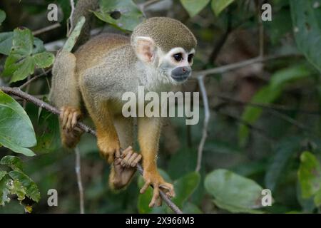 Eichhörnchenaffen mit goldenem Rücken (Saimiri ustus), Amazonasbecken, Brasilien, Südamerika Stockfoto