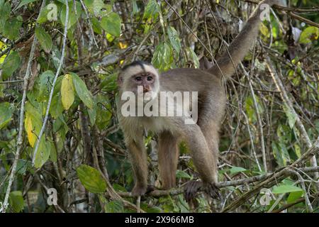 WeißfrontKapuzineraffen (Cebus albifrons), Amazonasbecken, Brasilien, Südamerika Stockfoto